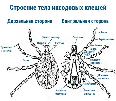 Что делать если укусил клещ - инструкция, как защититься | Новости РБК  Украина