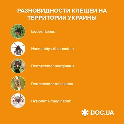 Клещей бояться, в лес не ходить»: рассказываем, как обезопасить себя от  укусов, и что делать, если это не удалось