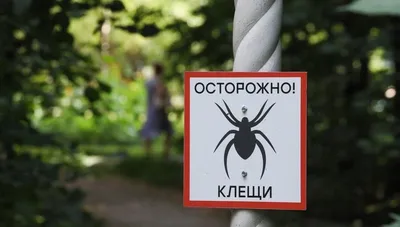 Осторожно – клещи!