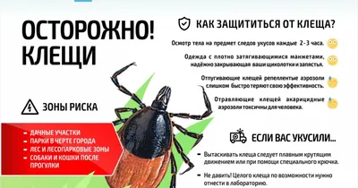 Как защитить себя от клещей | Экспертиза спецодежды и обуви от компании  Авангард