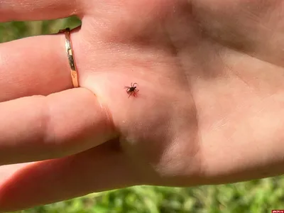 Будьте осторожны – начинается период активности клещей!