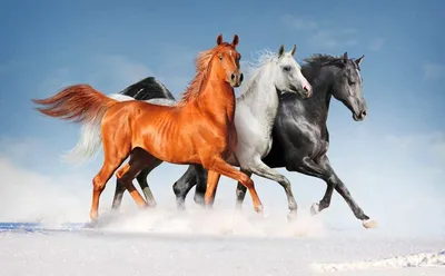стадо коней бежит в пустыне Стоковое Фото - изображение насчитывающей  усилие, свобода: 295432432