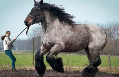 Фотообои Табун диких коней купить в Оренбурге, Арт. 17-4250 в  интернет-магазине, цены в Мастерфресок