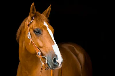 Есть два типа коней... | Prokoni.ru