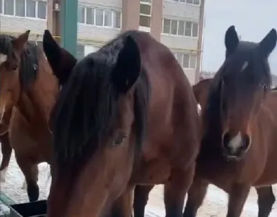 Видео: Клейдесдаль, першерон и другие породы самых мощных и сильных коней в  мире