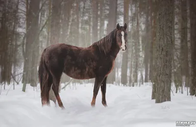 Беспризорное стадо коней зачастило во двор модных ЖК под Волгоградом: видео