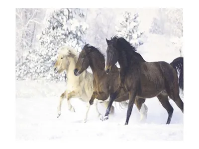 Укротители коней :: Сергей Карачин – Социальная сеть ФотоКто