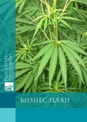 Лист Конопли На Белом Фоне Марихуана Конопля Canabis Sativa Или Конопли  Indica Лист На Белом Фоне Листья Марихуаны Медицинское Растение Каннабиса —  стоковые фотографии и другие картинки Без людей - iStock