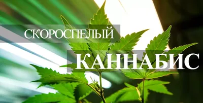 Масляный экстракт из семян пищевой конопли, 100 мл HopHemp HopHemp купить в  Украине с доставкой | Цена: 185 грн - Foody