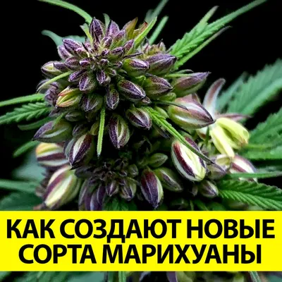 3 совета как вырастить большой урожай конопли | PsyLab Seeds 🌿