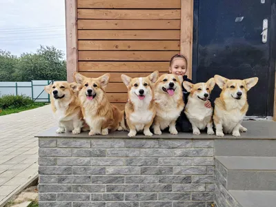 Вельш корги: пемброк и кардиган | Corgi, Corgi pictures, Cute corgi