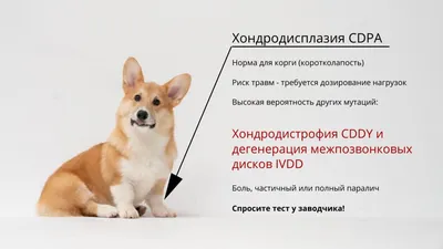 Следователи разберутся с искусавшим девочку псом-корги под Новосибирском |  Новости – Gorsite.ru