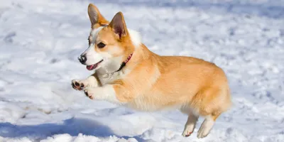 Вельш корги пемброк (Pembroke Welsh Corgi) - это жизнерадостная,  дружелюбная, умная порода собак. Фото, описание и отзывы.