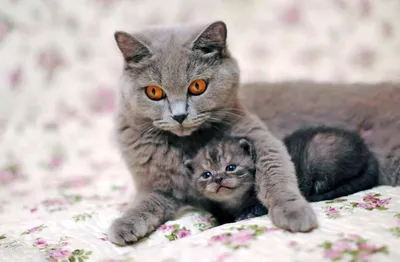 Картинки кошек и котят фотографии