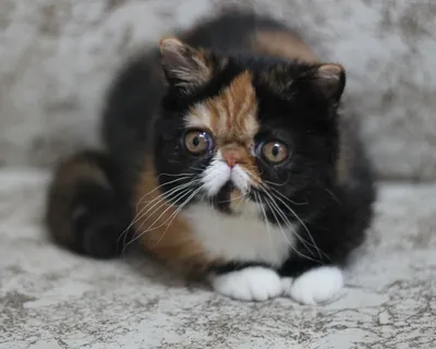 Самые маленькие в мире породы кошек, которые не растут