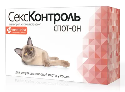 Сколько всего в мире кошек и котов? | Блог зоомагазина Бетховен