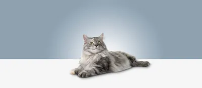 5 пород кошек, которые почти не линяют. Это не только сфинкс | РБК Life