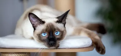 Самые крупные домашние кошки: ТОП-10 больших пород кошек | WHISKAS®