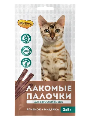 Сиамская кошка: характер, описание породы, содержание