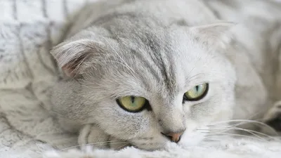 Наглая и самая любимая»: 10 кошек и котов, которых теперь не узнать