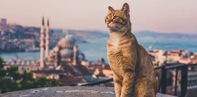 Как выгуливать кошку на шлейке