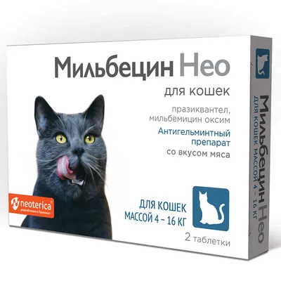 Лучшие короткошерстные породы кошек: рейтинг топ-10 по версии КП