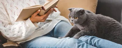 Происхождение кошек - Purina.ru