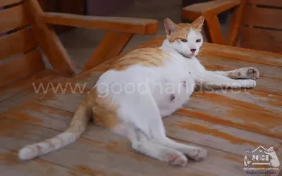 Породы кошек: список с фотографиями и названиями | WHISKAS®