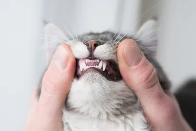 Домашние кошки 🐱 качества питомцев – ProPlan.ru