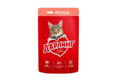 ТОП-6 пород кошек с недовольными мордочками | Жизнь кошек и собак с Kinpet  | Дзен