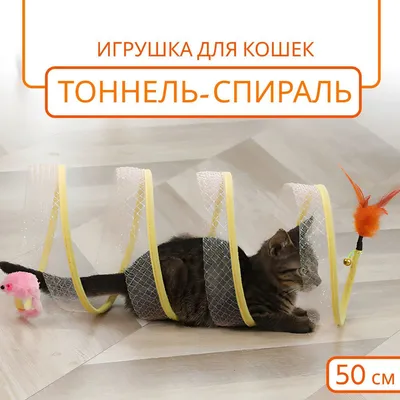 Породы кошек: Сибирская кошка | Статьи CAT STEP