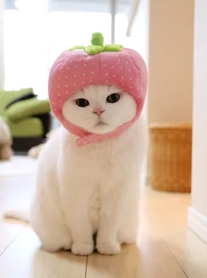 Няшных котиков - картинки и фото koshka.top