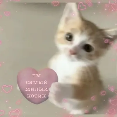 Няшки коты - 79 фото
