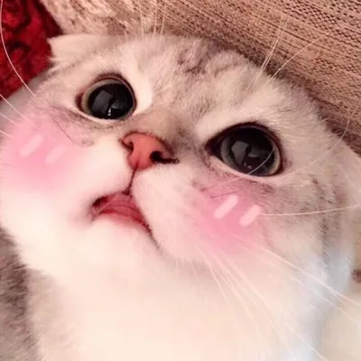 Прикольный котик няшка🐱очкарик 👓» — создано в Шедевруме