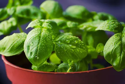 5 полезных для кожи растений, которые легко вырастить дома | ivd.ru