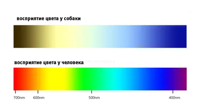 Почему люди видят цвета по-разному: три причины — Ferra.ru