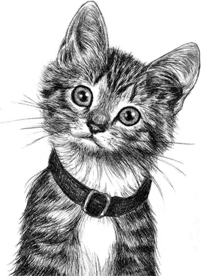 Картинки котов рисунки фотографии