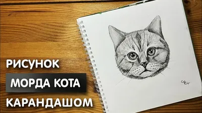 Юные художники нарисуют котов Эрмитажа | Победа РФ | Новость от 22.03.2023
