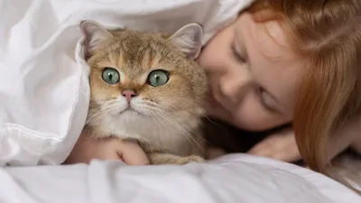 Коты в странных позах - смешные фото | РБК Украина