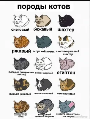 Груминг кошек и котов в Москве - доступные цены!