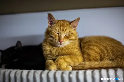Стрижка котов в Киеве - груминг кошек без наркоза, вычесывание и как  стригут в салоне