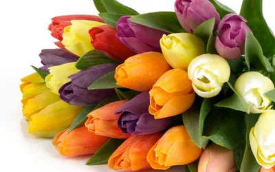 Розы, тюльпаны, земляника? Какие цветы предпочитают женщины на 8 Марта |  03.03.2021 | Ульяновск - БезФормата