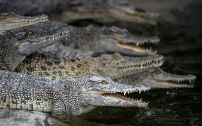 CROCODILE MEAT on a CHARCOAL GRILL, GRILLED CROCODILE MEAT. ENG SUB -  YouTube