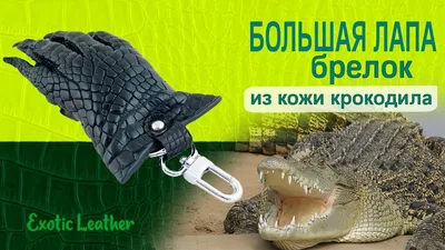 Яйцо крокодила или аллигатора купить по цене 178 ₽ в интернет-магазине  KazanExpress