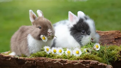 Картинки кроликов фотографии