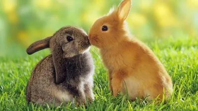Разведение кроликов в домашних условиях - Публикации Экохимтех