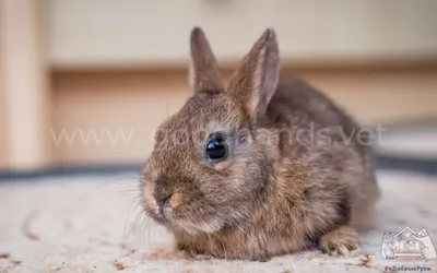 Кролик в доме - воспитываем характер кролика