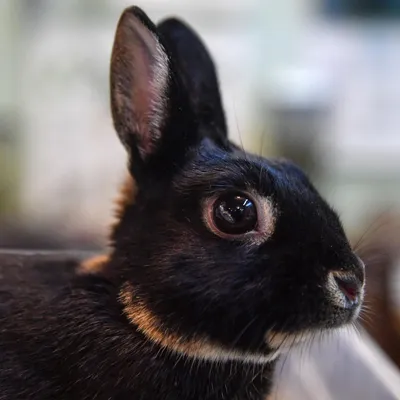 Сколько живут декоративные кролики - ветклиника \"в Добрые Руки\"