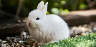 Питание домашних декоративных кроликов - ЧИКА