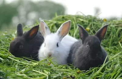 Чем кормить кроликов в домашних условиях для быстрого роста | Кормление  кроликов